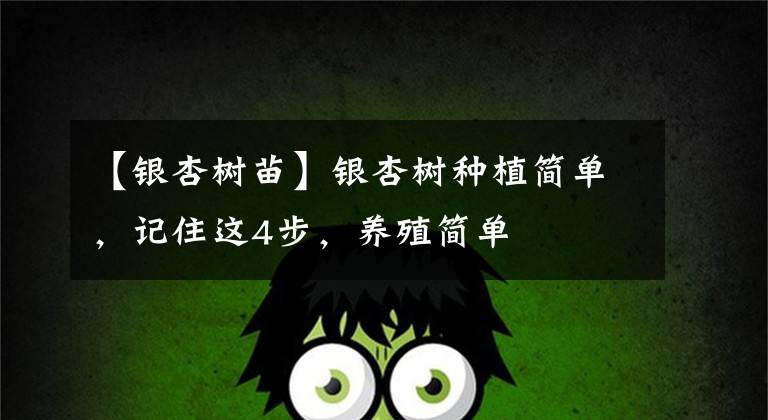 【银杏树苗】银杏树种植简单,记住这4步,养殖简单