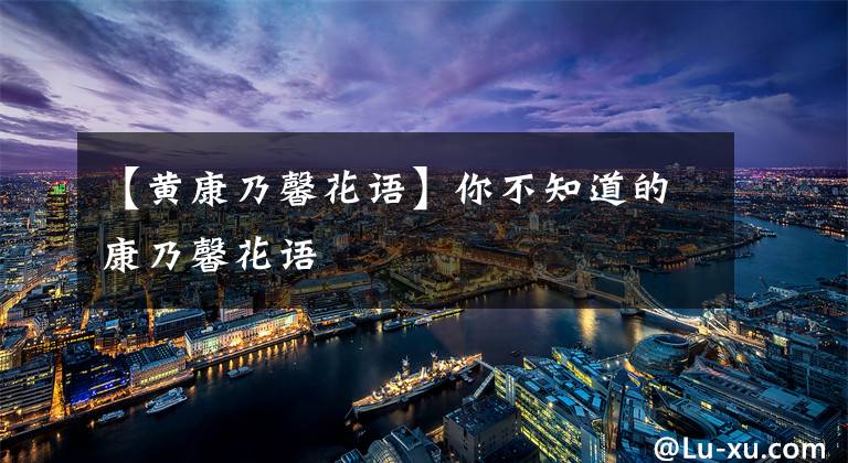 【黄康乃馨花语】你不知道的康乃馨花语