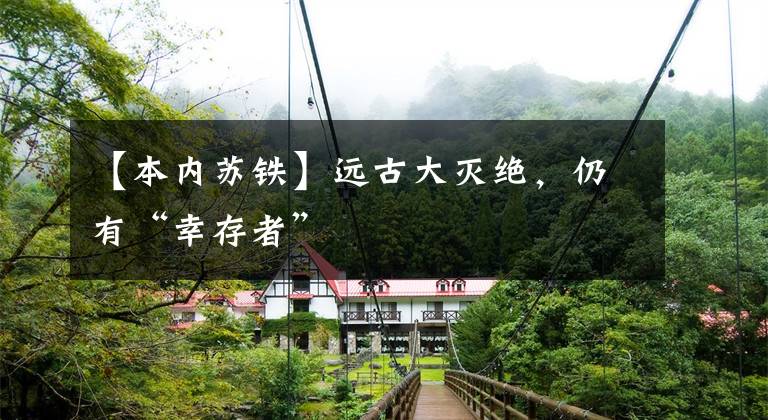 【本内苏铁】远古大灭绝,仍有“幸存者”