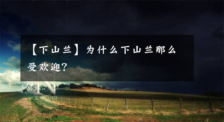【下山兰】为什么下山兰那么受欢迎?