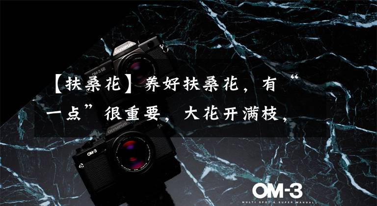 【扶桑花】养好扶桑花,有“一点”很重要,大花开满枝,红艳艳很喜庆不停开