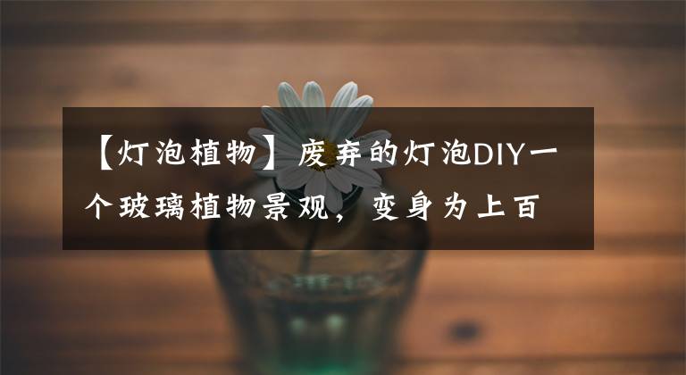 【灯泡植物】废弃的灯泡DIY一个玻璃植物景观,变身为上百元的盆景