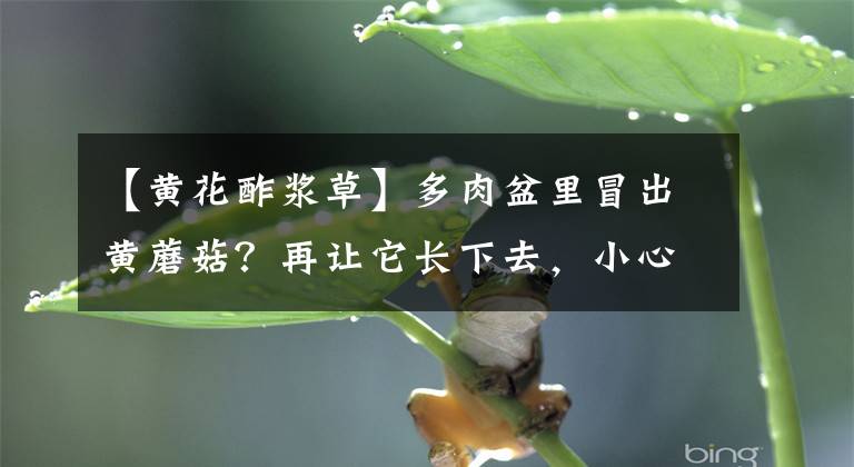 【黄花酢浆草】多肉盆里冒出黄蘑菇？再让它长下去，小心多肉根不保