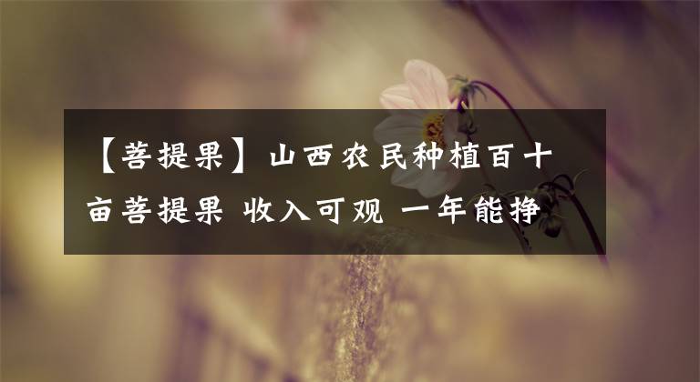 【菩提果】山西农民种植百十亩菩提果 收入可观 一年能挣多少钱笑而不答