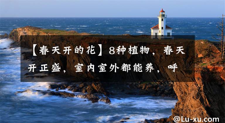 【春天开的花】8种植物，春天开正盛，室内室外都能养，呼呼爆盆
