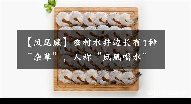 【凤尾蕨】农村水井边长有1种“杂草”，人称“凤凰喝水”，看到别拔，稀罕