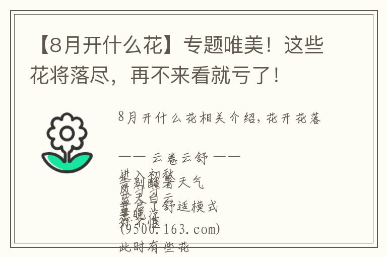 【8月开什么花】专题唯美！这些花将落尽，再不来看就亏了！