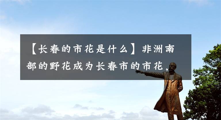 【长春的市花是什么】非洲南部的野花成为长春市的市花,大家都称之为君子