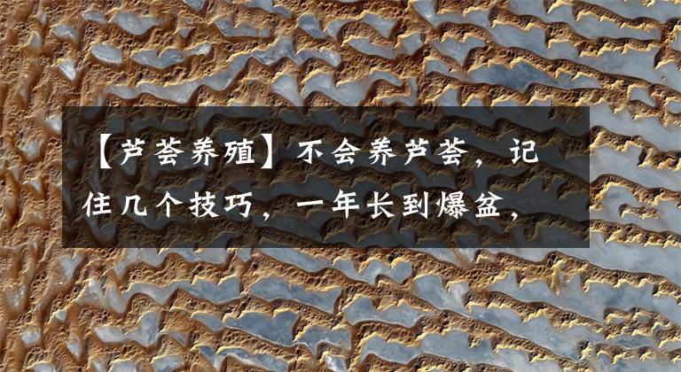 【芦荟养殖】不会养芦荟,记住几个技巧,一年长到爆盆,叶片肥厚,呼呼冒芽