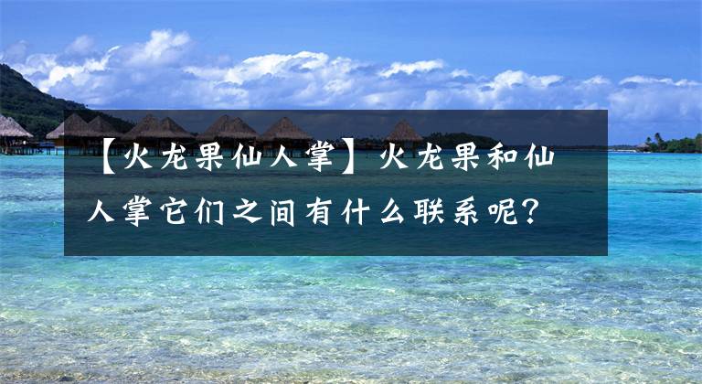 【火龙果仙人掌】火龙果和仙人掌它们之间有什么联系呢?
