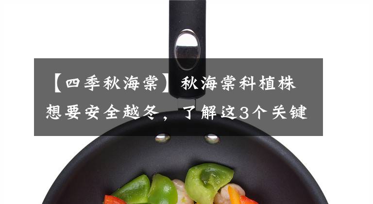 【四季秋海棠】秋海棠科植株想要安全越冬，了解这3个关键点，茎杆不黑腐不化水