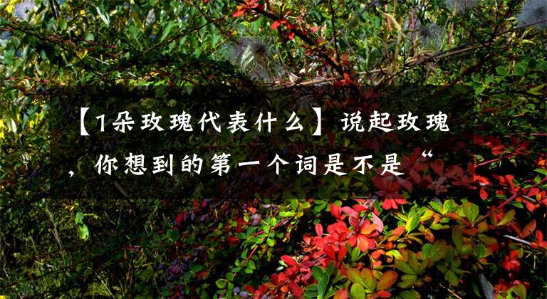 【1朵玫瑰代表什么】说起玫瑰,你想到的第一个词是不是“爱”?