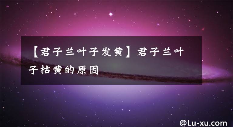 【君子兰叶子发黄】君子兰叶子枯黄的原因