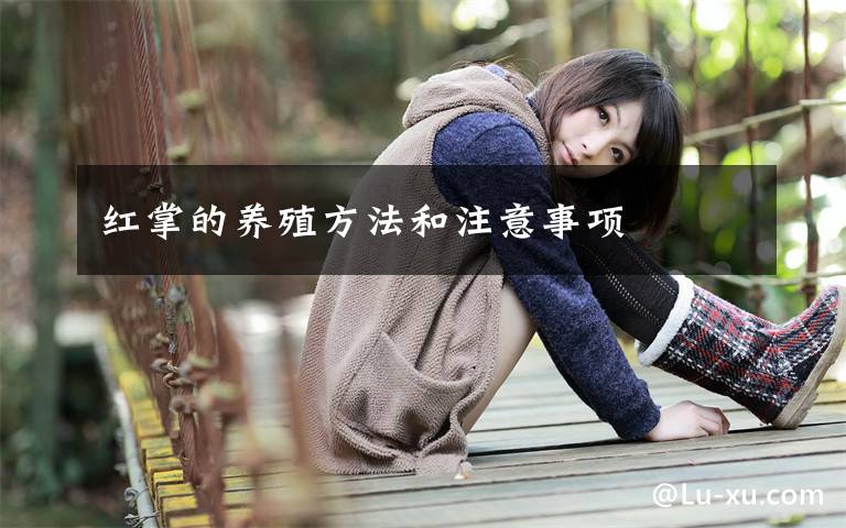 红掌的养殖方法和注意事项