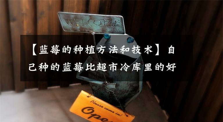 【蓝莓的种植方法和技术】自己种的蓝莓比超市冷库里的好吃百倍 手把手教你如何种蓝莓