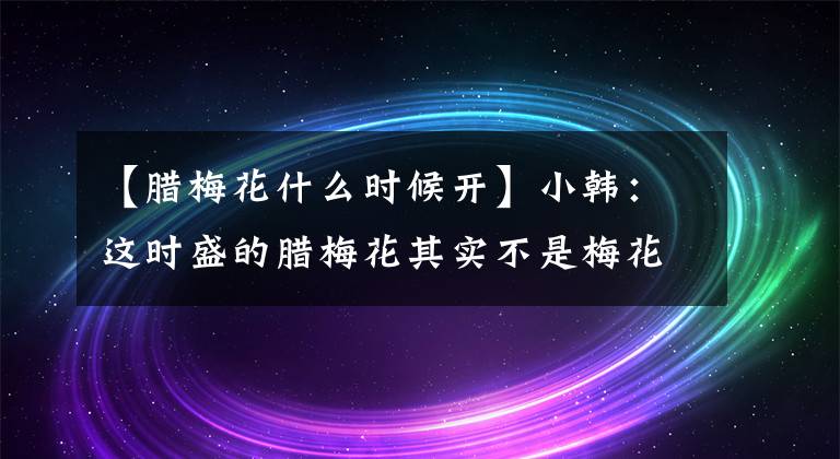 【腊梅花什么时候开】小韩：这时盛的腊梅花其实不是梅花。