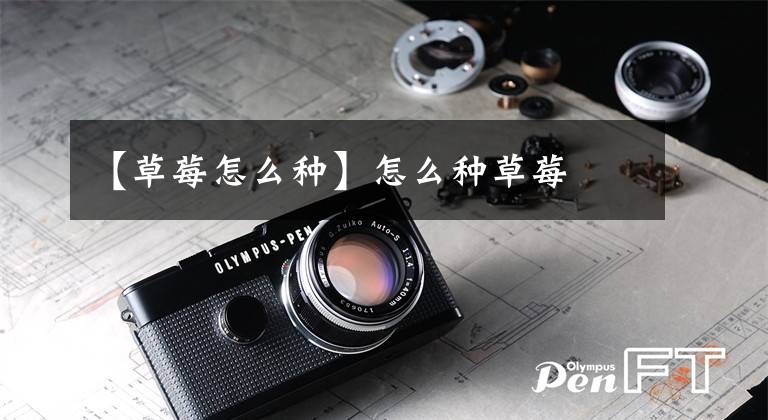 【草莓怎么种】怎么种草莓