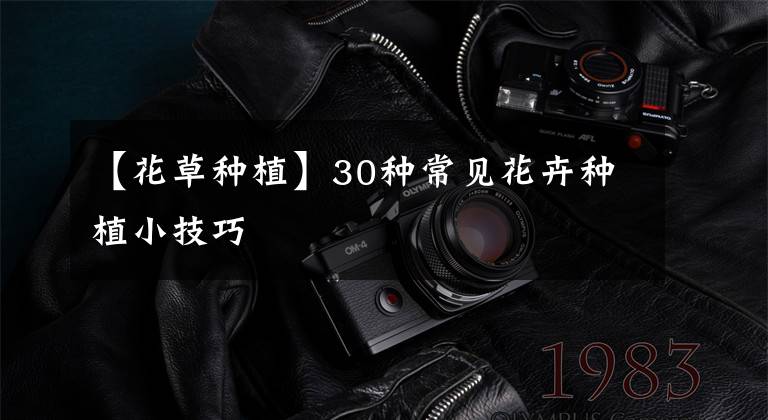 【花草种植】30种常见花卉种植小技巧