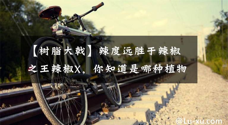 【树脂大戟】辣度远胜于辣椒之王辣椒X,你知道是哪种植物吗?