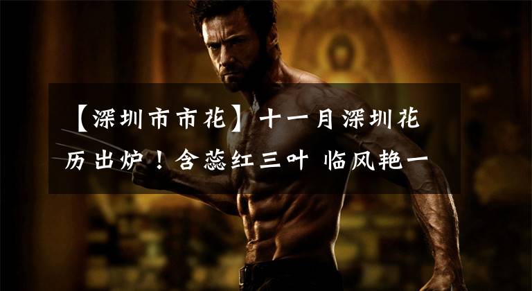 【深圳市市花】十一月深圳花历出炉!含蕊红三叶 临风艳一城