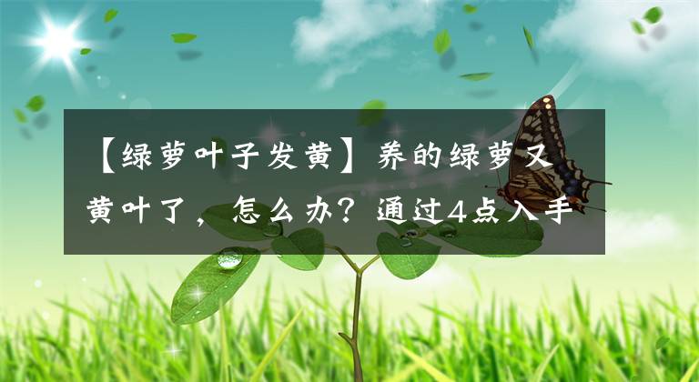 【绿萝叶子发黄】养的绿萝又黄叶了,怎么办?通过4点入手,找到原因,赶紧补救