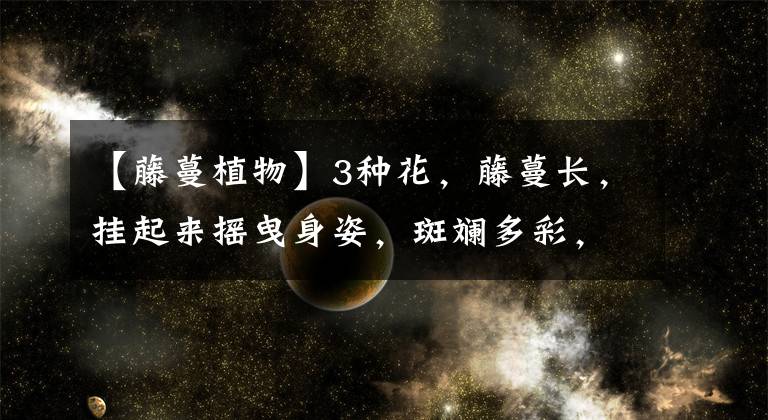 【藤蔓植物】3种花,藤蔓长,挂起来摇曳身姿,斑斓多彩,比绿萝强