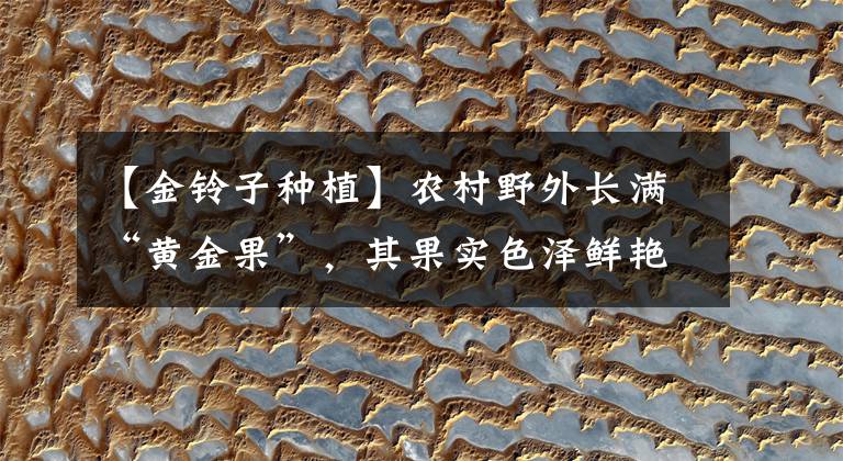 【金铃子种植】农村野外长满“黄金果”，其果实色泽鲜艳，但食用方法得注意