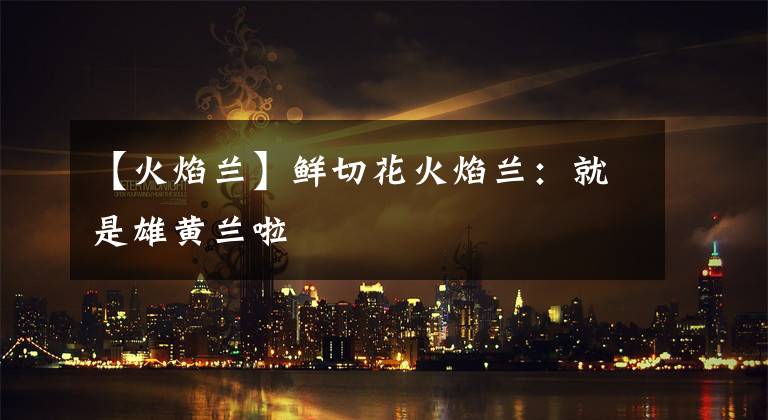 【火焰兰】鲜切花火焰兰:就是雄黄兰啦