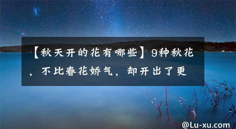 【秋天开的花有哪些】9种秋花,不比春花娇气,却开出了更多精气神,为秋天添生机