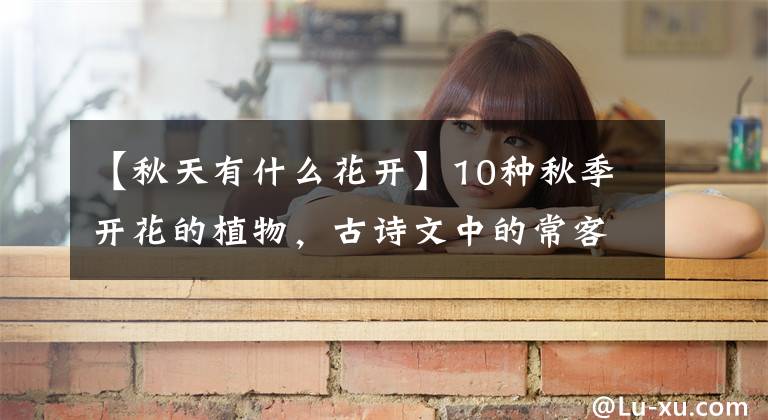 【秋天有什么花开】10种秋季开花的植物,古诗文中的常客,实际很亲民,您见过几种?