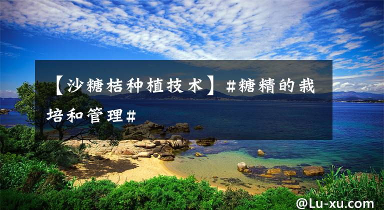 【沙糖桔种植技术】#糖精的栽培和管理#