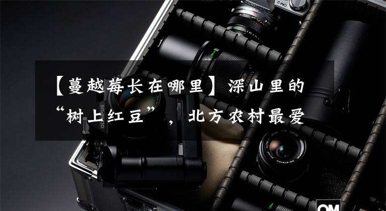 【蔓越莓长在哪里】深山里的“树上红豆”,北方农村最爱吃,如今已不多,你认识吗?