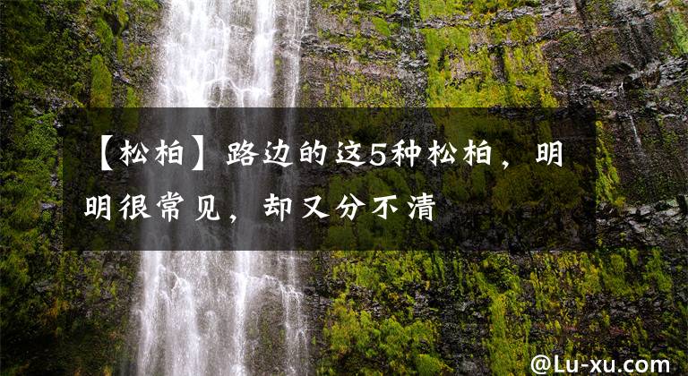 【松柏】路边的这5种松柏,明明很常见,却又分不清