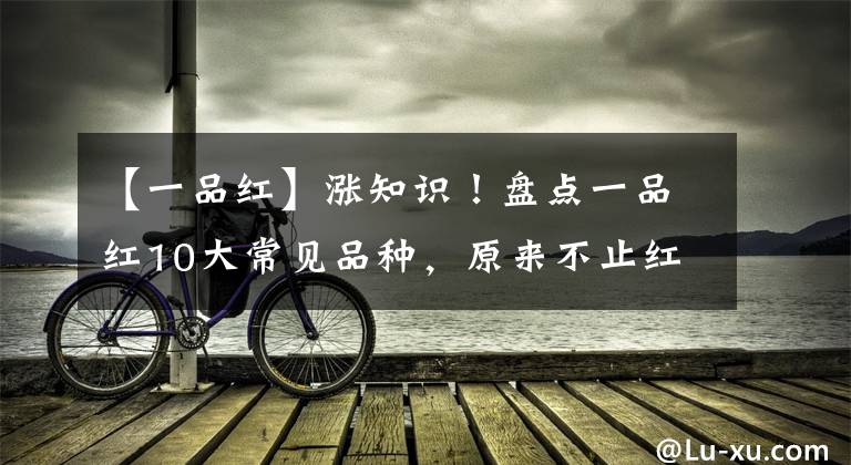【一品红】涨知识！盘点一品红10大常见品种，原来不止红色
