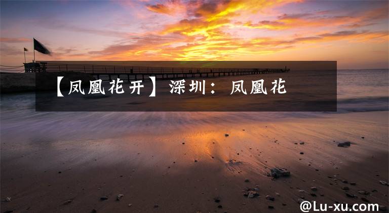 【凤凰花开】深圳:凤凰花