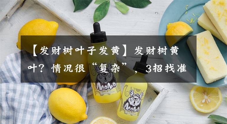 【发财树叶子发黄】发财树黄叶?情况很“复杂”,3招找准病根,神清气爽,绿油油