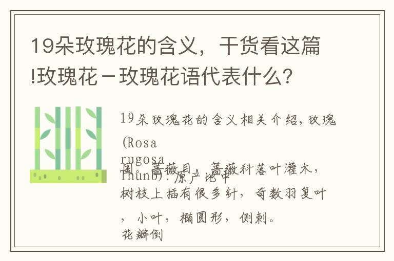 19朵玫瑰花的含义,干货看这篇!玫瑰花-玫瑰花语代表什么?
