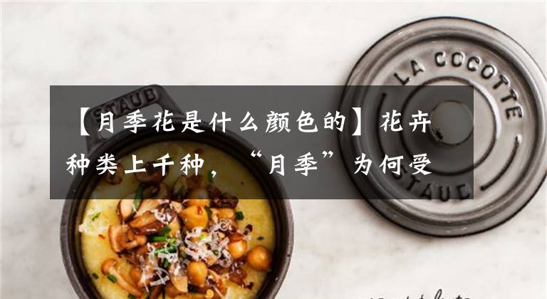 【月季花是什么颜色的】花卉种类上千种，“月季”为何受追捧？花色丰富，花期长！