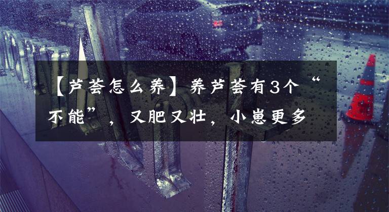 【芦荟怎么养】养芦荟有3个“不能”,又肥又壮,小崽更多,花盆“能撑破”