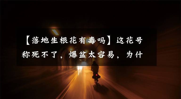 【落地生根花有毒吗】这花号称死不了，爆盆太容易，为什么养花高手也不敢养？