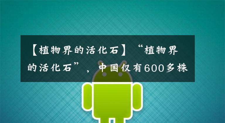 【植物界的活化石】“植物界的活化石”,中国仅有600多株,见到万万别破坏