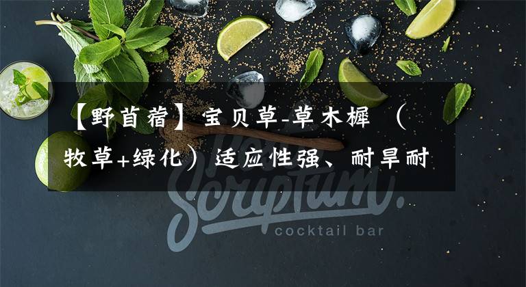 【野苜蓿】宝贝草-草木樨 (牧草+绿化)适应性强、耐旱耐痞耐寒耐盐碱