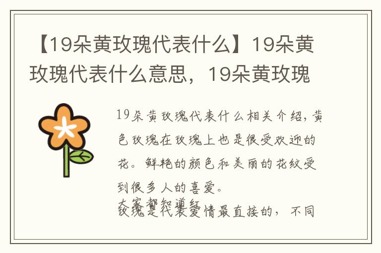 【19朵黄玫瑰代表什么】19朵黄玫瑰代表什么意思,19朵黄玫瑰花语是什么(为爱道歉)