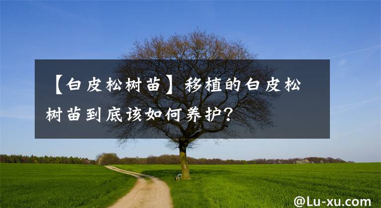 【白皮松树苗】移植的白皮松树苗到底该如何养护?