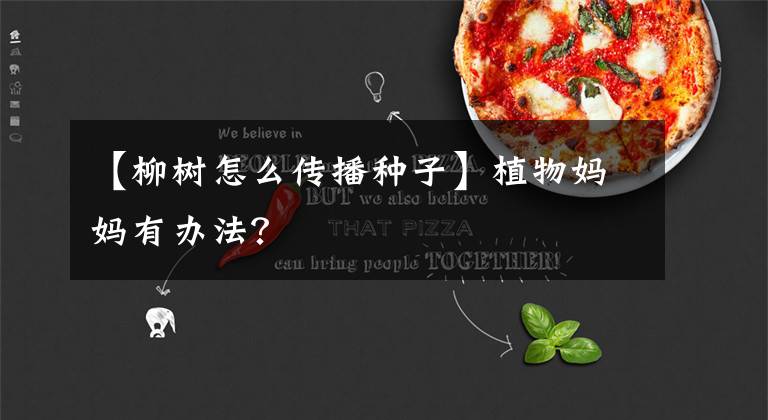 【柳树怎么传播种子】植物妈妈有办法?