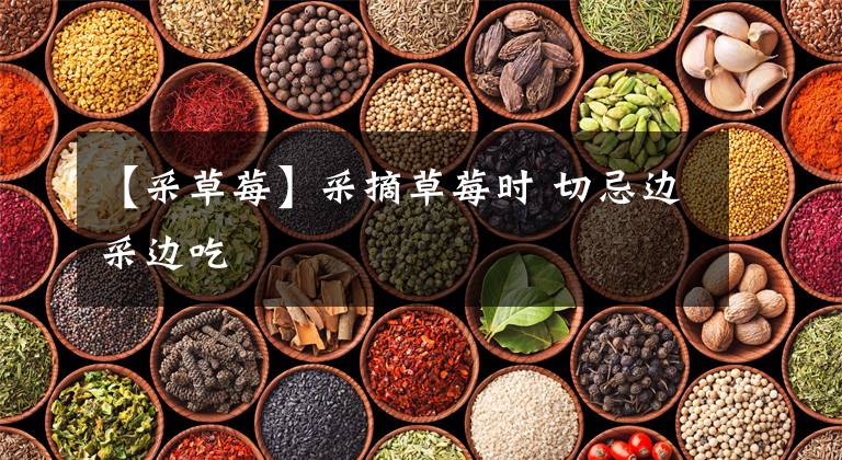 【采草莓】采摘草莓时 切忌边采边吃