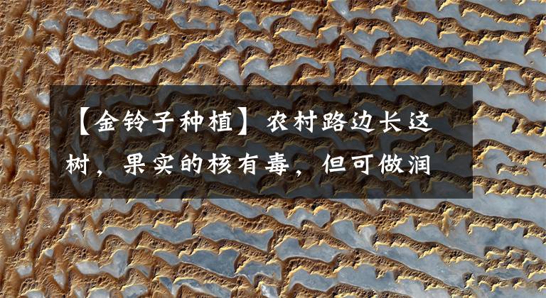 【金铃子种植】农村路边长这树，果实的核有毒，但可做润滑油，且全身可入药