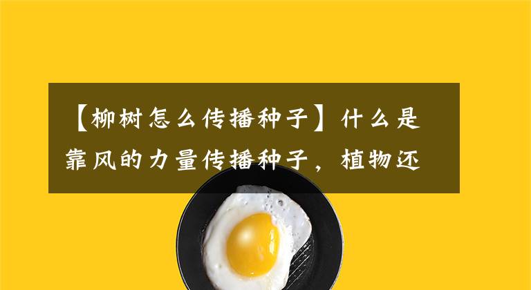 【柳树怎么传播种子】什么是靠风的力量传播种子,植物还有哪些传播种子的方式?