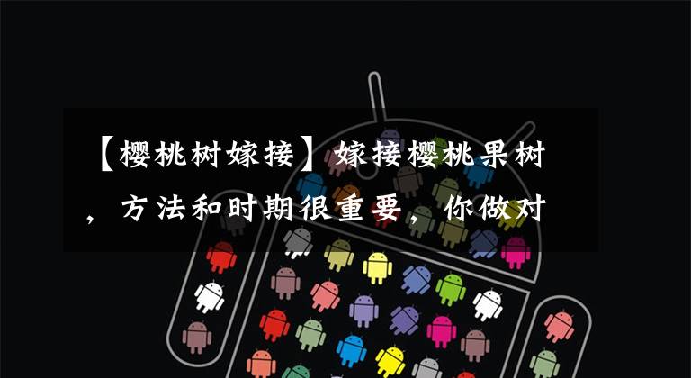 【樱桃树嫁接】嫁接樱桃果树,方法和时期很重要,你做对了吗?