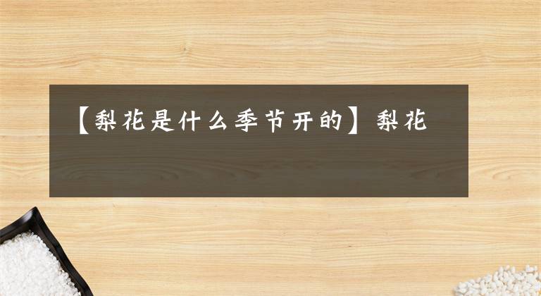 【梨花是什么季节开的】梨花